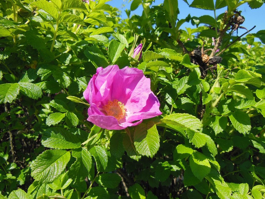 Hybenroser (Rosa rugosa)