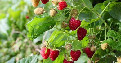 Plantning og Pasning af Hindbær